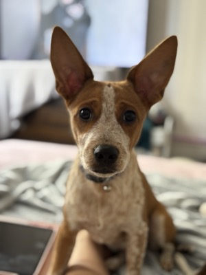 Pedro the chihuahua
